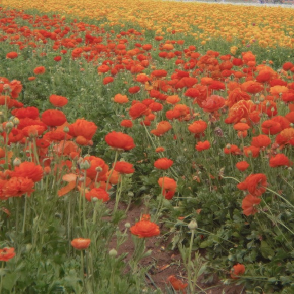 Meet your Posher, Jenn - Picture 1 of 1